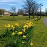Daffodils in Edmundbyers